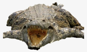 This Monster Has No Trouble Grabbing Zebras, Humans, - Crocodile Park Kotmi Sonar