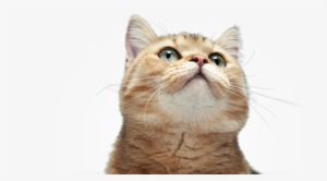 Fun Cat Facts - Cute Cat Looking Up Png