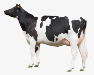 Cow Looking Left - Cow Png
