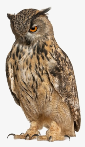 Owl Free Png Image - Owl With Pointy Eyebrows