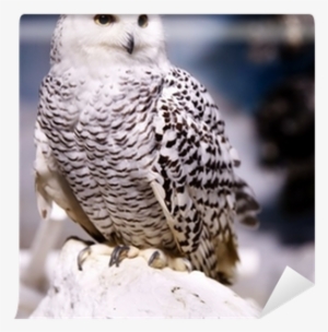 Snow Owl Png Download - Snowy Owl