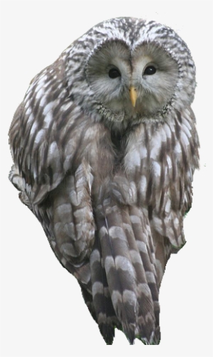 Northern-owl - Owl