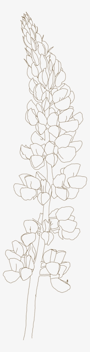 Blue Bonnet