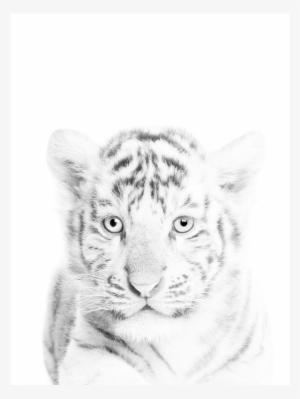 White Tiger Cub Print