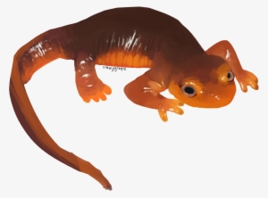 A Little California Newt I Did As Painting Practice - California Newt