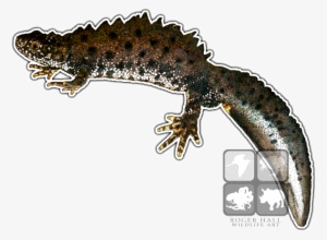 Great Crested Newt Decal - Great Crested Newt Mug