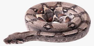 Circle Snake - Boa Constrictor Transparent Background