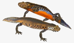 Welcome To The Newt Page - Zoo Tycoon 2 Newts