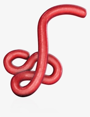 Ebola Virus 15670 - Western Slender Blind Snake