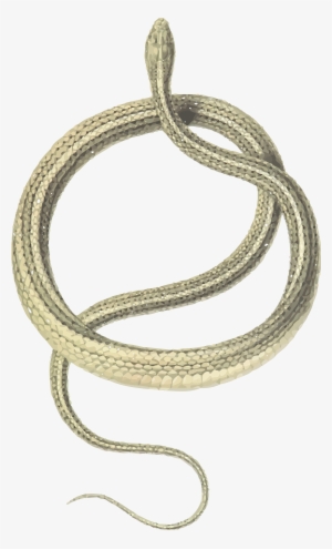 , , - Zamenis Spinalis