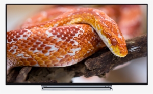 55" Toshiba Ultra Hd Tv Front - Узорчатый Маисовый Полоз