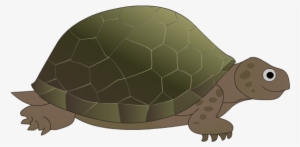 Inshare - Desert Tortoise