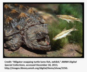 I Will - Alligator Snapping Turtles Lure