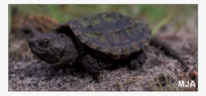 Snapping Turtle Dezelic - Painted Turtle