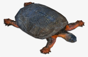 Wood Turtle