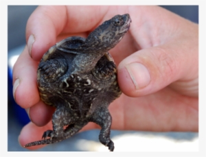 What To Get The Stylish Mom For Mother's Day - Red Eared Slider