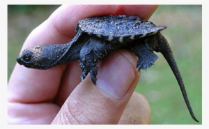 Snapping Turtles Are Very Small When They Are Born - Alligator Snapping Turtle Baby Oklahoma
