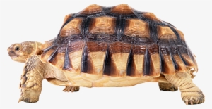 Download - Черепаха Пнг