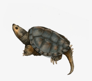 Melanie Massey, M - Northern Pike