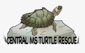 Central Ms Turtle Rescue