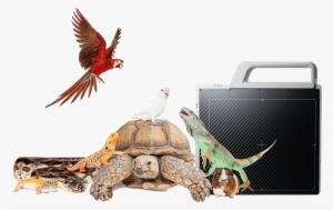 Wireless Detector System - Group Of Exotic Pets