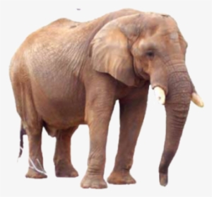 Elephant Elephants - Portable Network Graphics