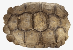 Real Sulcata Tortoise Skeleton And Shell - African Spurred Tortoise