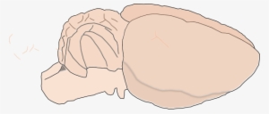 Mouse Brain Clip Art