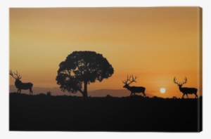 Silhouette