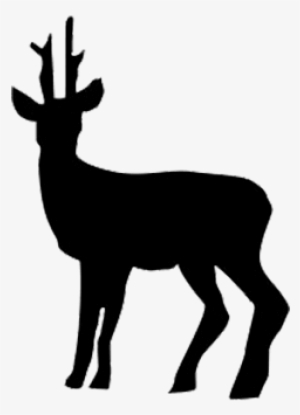 Roe Deer Image - Athena Animal