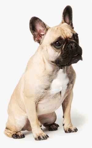 Compare Your Brand - Dog