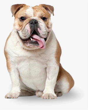 Bulldog - Pet Rescue By Judy