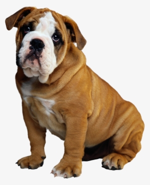 Bulldog Puppy Christmas Holiday Ornament (round)