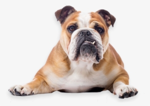 Bulldog Transparent Png Image - Bulldog Png