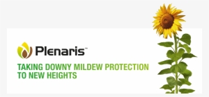 Taking Downy Mildew Protection To New Heights