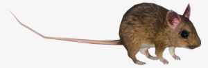 Wood Mouse - Wiki