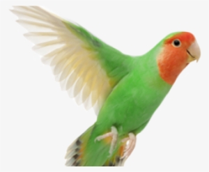 Love Bird Png
