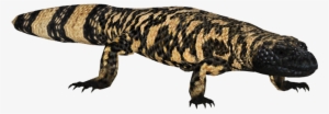 Gila Monster - Helodermas Png