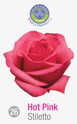 Rosa Variedad Stiletto - Floribunda