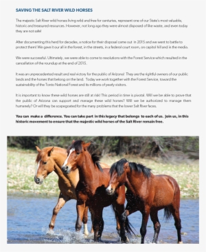 Srwhmg Wild Night Final - Horse