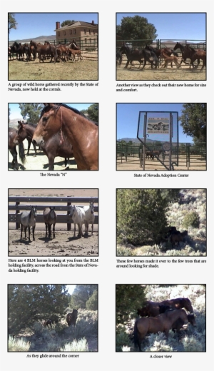 Untitled-1 - Horse