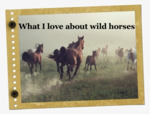 Christa's Luck Wild Horse Blog Mustangs Adoption - Poster: Conrado's Horses In Dust, 61x41cm.