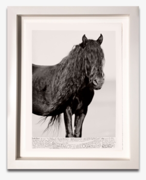 Right Carousel Arrow - Stallion