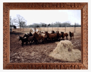 On March 1, 2003 The Wild Horse Foundation Received - Herd