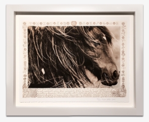 Right Carousel Arrow - Wild Horses Of Sable Island