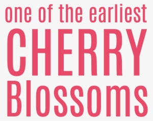 Toi-sakura Has Reputation As One Of The Earliest Cherry - Father's Day Breakfast Ideas