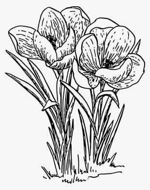 Of A Crocus - Drawing Of Flower Plant