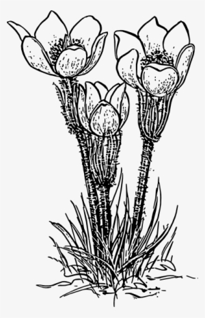 Original Png Clip Art File Rose Flower Crocus Svg Images