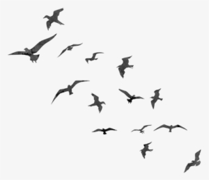 Free Cute Bird Photoshop Brushes - Bird Flying Silhouette Png