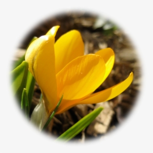 Spring Crocus